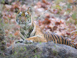 Bengal Tiger, Panthera Tigris Tigris, Bandhavgarh National Park, Madhya Pradesh, India