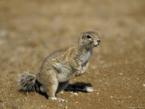 Cape Ground Squirrel, Xerus Inauris, Namibia, Africa