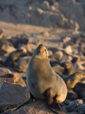 South African Fur Seal, Arcotocephalus Pusillus, Cape Cross, Namibia, Africa