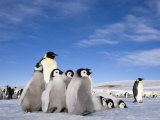 Emperor Penguin (Aptenodytes Forsteri) and Chicks, Snow Hill Island, Weddell Sea, Antarctica
