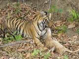 Bengal Tiger, Panthera Tigris Tigris, Bandhavgarh National Park, Madhya Pradesh, India