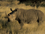 White Rhinoceros, Ceratotherium Simum, Namibia, Africa