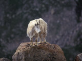 Mountain Goat on Peak, Mt. Evans, Colorado, USA