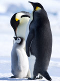 Emperor Penguins (Aptenodytes Forsteri) and Chick, Snow Hill Island, Weddell Sea, Antarctica