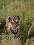 Indian Tiger, Bandhavgarh National Park, Madhya Pradesh State, India