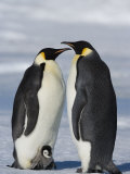 Emperor Penguins (Aptenodytes Forsteri) and Chick, Snow Hill Island, Weddell Sea, Antarctica