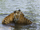 Family of Indian Tigers, Bandhavgarh National Park, Madhya Pradesh State
