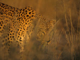 Leopard, Panthera Pardus, Duesternbrook Private Game Reserve, Windhoek, Namibia, Africa
