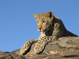 Young Leopard (Panthera Pardus), Namibia, Africa
