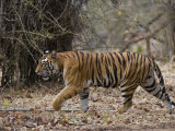 Female Indian Tiger, Bandhavgarh National Park, Madhya Pradesh State, India