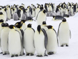 Buy Colony of Emperor Penguins (Aptenodytes Forsteri), Snow Hill Island, Weddell Sea, Antarctica at AllPosters.com