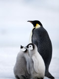 Emperor Penguin (Aptenodytes Forsteri) and Chicks, Snow Hill Island, Weddell Sea, Antarctica