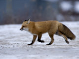 Red Fox, Vulpes Vulpes, Churchill, Manitoba, Canada