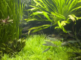 Fish Aquarium at Wilhelma Zoo and Botanical Gardens, Stuttgart, Baden Wurttemberg, Germany