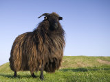 Domestic Sheep, Heligoland, Germany