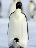 Emperor Penguin (Aptenodytes Forsteri) and Chick, Snow Hill Island, Weddell Sea, Antarctica