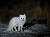 Arctic Fox, Alopex Lagopus, Churchill, Manitoba, Canada