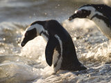 Jackass Penguin (African Penguin) (Spheniscus Demersus), Cape Town, South Africa, Africa