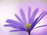 Anemone, Anemone Blanda, Bielefeld, Germany