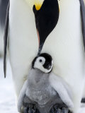 Emperor Penguin (Aptenodytes Forsteri) and Chick, Snow Hill Island, Weddell Sea, Antarctica