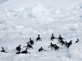 Emperor Penguins (Aptenodytes Forsteri), Snow Hill Island, Weddell Sea, Antarctica, Polar Regions