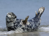 Gray Seal (Grey Seal), Halichoerus Grypus, Heligoland, Germany