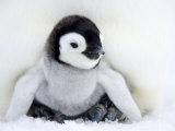 Buy Emperor Penguin Chick (Aptenodytes Forsteri), Snow Hill Island, Weddell Sea, Antarctica at AllPosters.com
