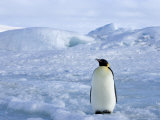 Emperor Penguin (Aptenodytes Forsteri), Snow Hill Island, Weddell Sea, Antarctica, Polar Regions