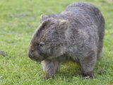 Buy Wombat (Vombatus Ursinus), Wilsons Promontory National Park, Victoria, Australia at AllPosters.com