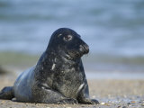 Gray Seal (Grey Seal), Halichoerus Grypus, Heligoland, Germany