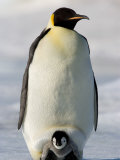 Emperor Penguin (Aptenodytes Forsteri) and Chick, Snow Hill Island, Weddell Sea, Antarctica