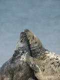 Gray Seal (Halichoerus Grypus), Heligoland, Germany
