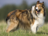 Dog, Collie, Germany