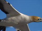 Cape Gannet, Morus Capensis, Bird Island, Lambert's Bay, South Africa, Africa