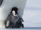 Emperor Penguin Chick (Aptenodytes Forsteri), Snow Hill Island, Weddell Sea, Antarctica