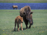 Bison and Calf, Yellowstone National Park, Wyoming, USA