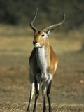 Red Lechwe, Kobus Leche Leche, Moremi Wildlife Preserve, Botswana, Africa
