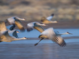 Buy Sandhill Cranes, Grus Canadensis, Bosque Del Apache, Socorro, New Mexico, USA at AllPosters.com