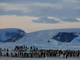 Colony of Emperor Penguins (Aptenodytes Forsteri), Snow Hill Island, Weddell Sea, Antarctica