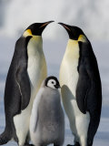 Emperor Penguins (Aptenodytes Forsteri) and Chick, Snow Hill Island, Weddell Sea, Antarctica