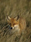 Red Fox, Vulpes Vulpes, Fischland, Mecklenburg-Vorpommern, Germany