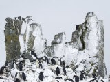 Chinstrap Penguins (Pygoscelis Antarcticus), Half Moon Island, Antarctic Peninsula, Weddell Sea