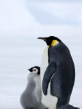 Emperor Penguin (Aptenodytes Forsteri) and Chick, Snow Hill Island, Weddell Sea, Antarctica
