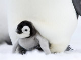 Emperor Penguin Chick (Aptenodytes Forsteri), Snow Hill Island, Weddell Sea, Antarctica