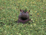 Buy Hippopatamus in Water, Kenya, East Africa, Africa at AllPosters.com