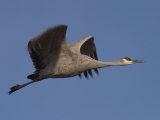 Sandhill Crane (Grus Canadensis), Bosque Del Apache, Socorro, New Mexico, USA