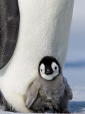 Emperor Penguin Chick (Aptenodytes Forsteri), Snow Hill Island, Weddell Sea, Antarctica