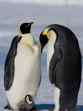 Emperor Penguins (Aptenodytes Forsteri) and Chick, Snow Hill Island, Weddell Sea, Antarctica