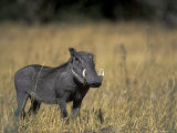 Warthog, Phacochoerus Africanus, Chobe National Park, Savuti, Botswana, Africa