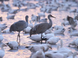 Sandhill Cranes and Snow Geese, Bosque Del Apache, Socorro, New Mexico, USA
